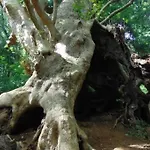 La Pace Dei Sensi Tatil Evi *
