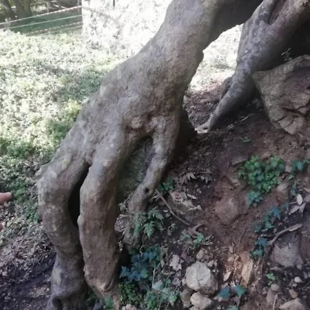 La Pace Dei Sensi